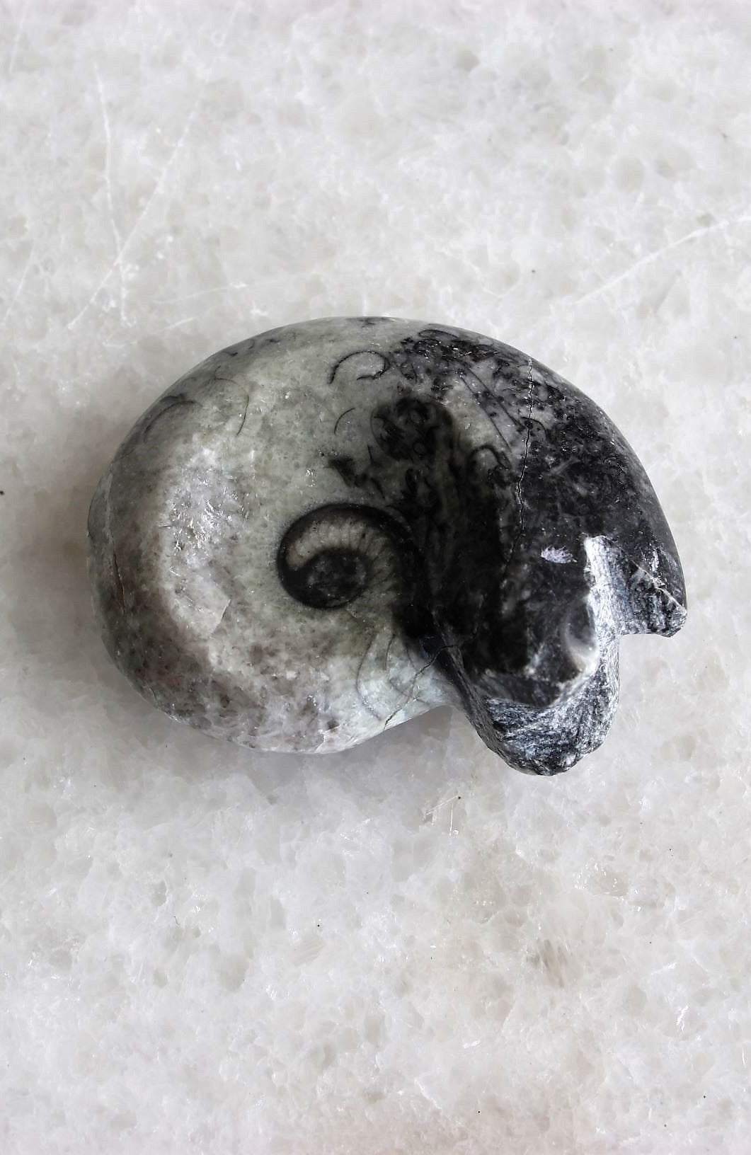 Goniatite Marine Fossil